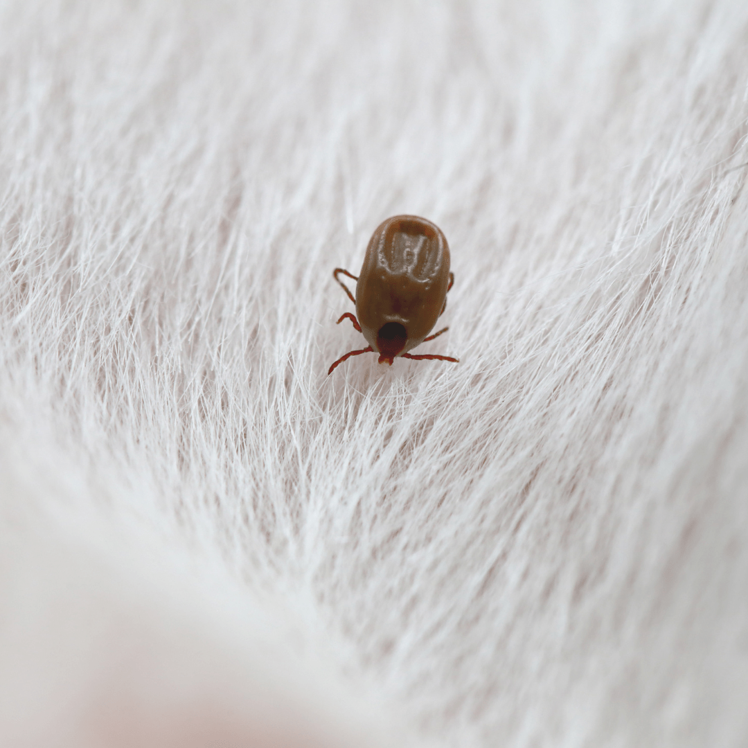 Fleas and Ticks Service - Schtager