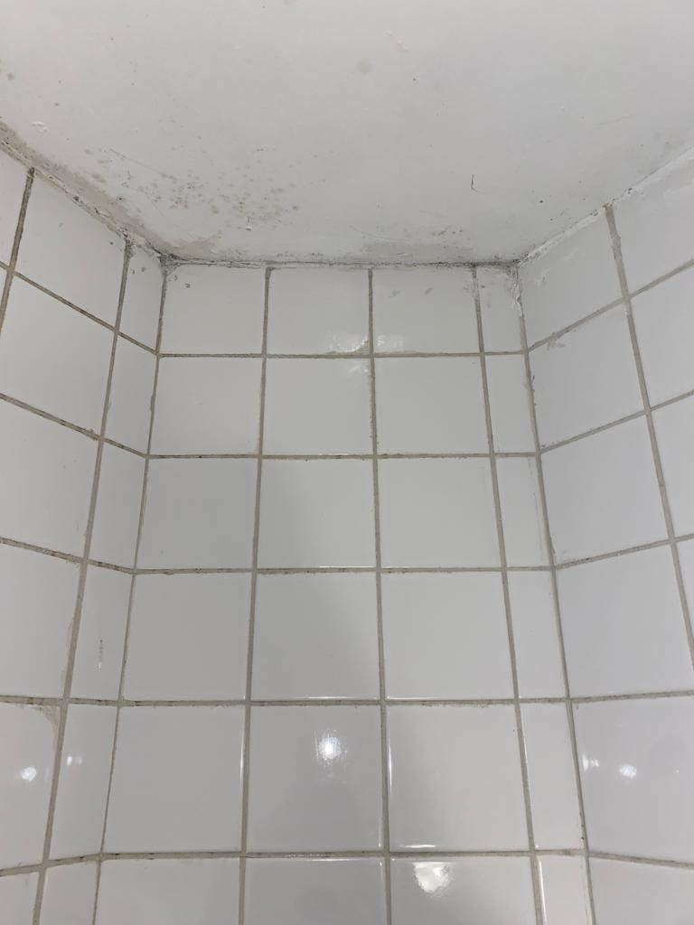 Mold Remediation Service - Schtager