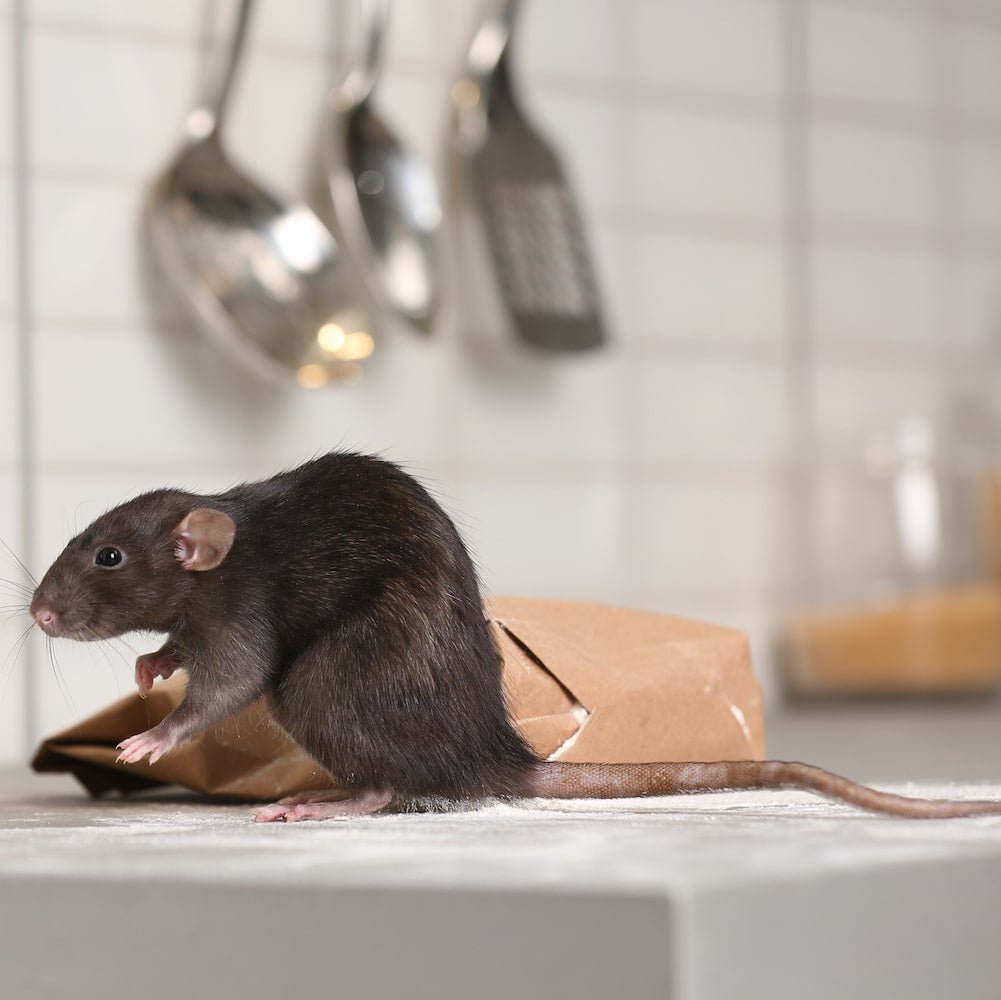 Rat & Mouse Treatment - Schtager