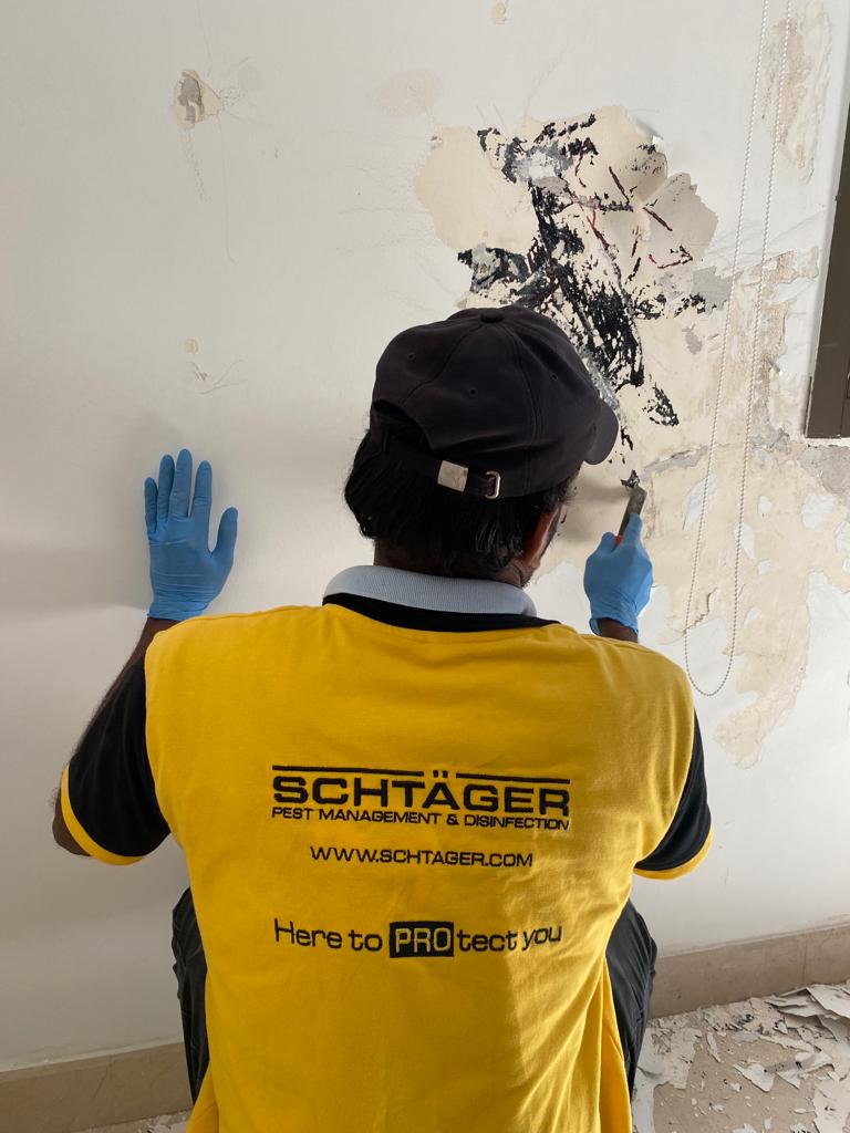 Black mold cleanup and odor treatment in residential property