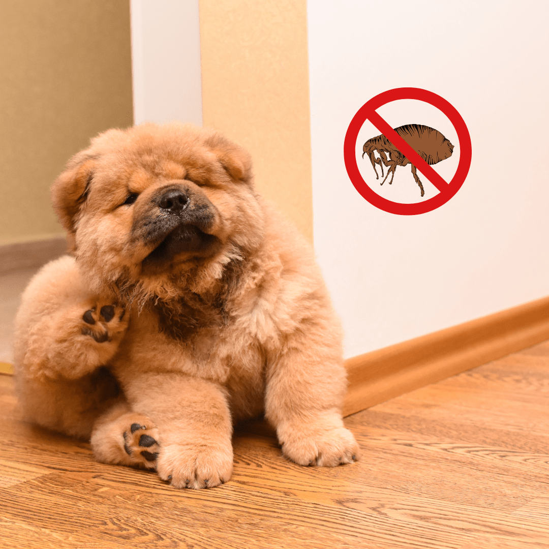 Certified flea and tick control in Beirut Lebanon by SCHTAGER