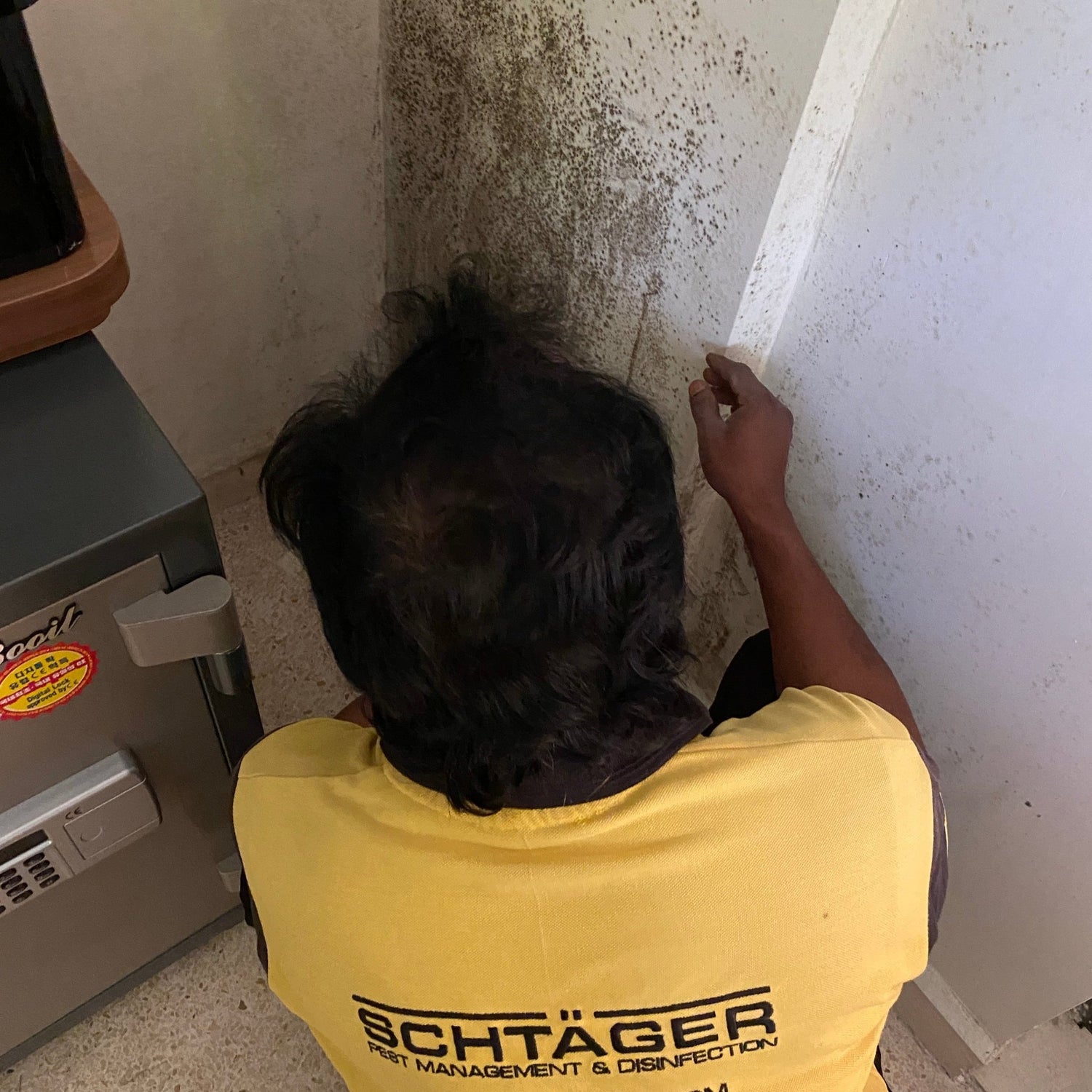 Certified mold remediation team performing cleanup in Beirut Lebanon