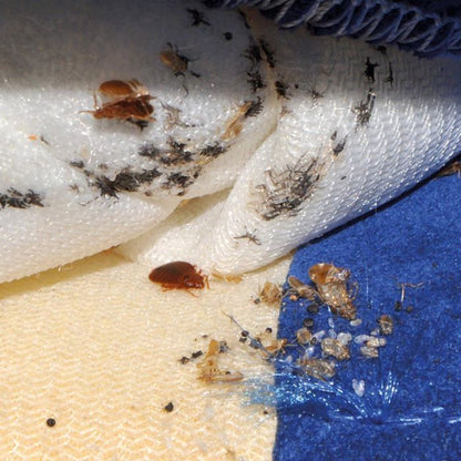 Eco-friendly bed bug removal for bedrooms Lebanon-Beirut