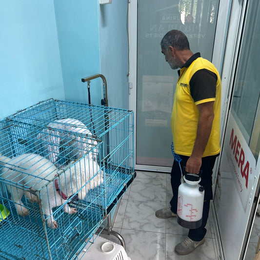 Eco-friendly flea treatment for homes and pets Lebanon