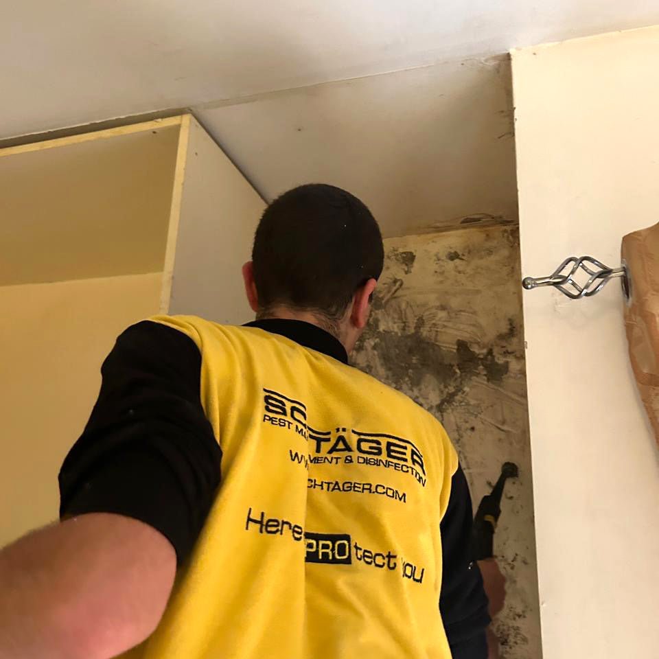 Professional mold removal and surface disinfection by Schtager Lebanon