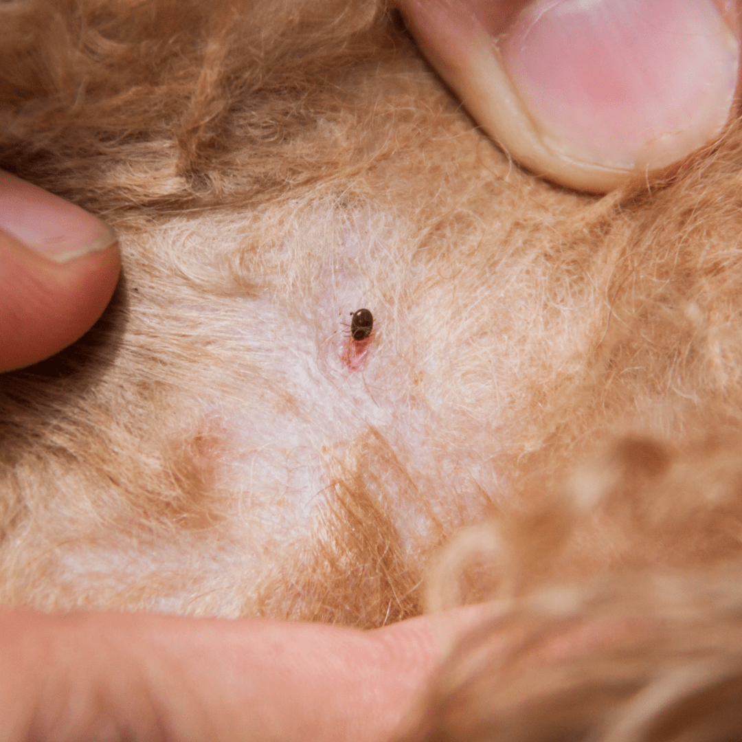 Professional technician applying tick treatment in Mount Lebanon