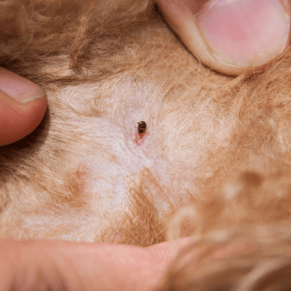 Professional technician applying tick treatment in Mount Lebanon