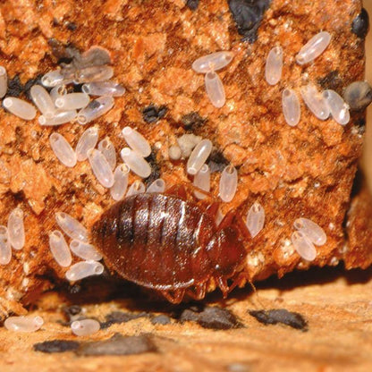 Steaming bed mattress to kill bed bugs