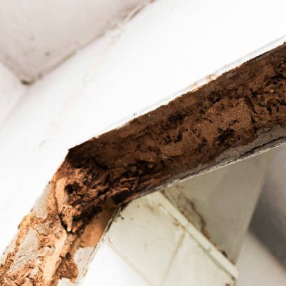 Termite inspection and soil treatment for property protection Lebanon