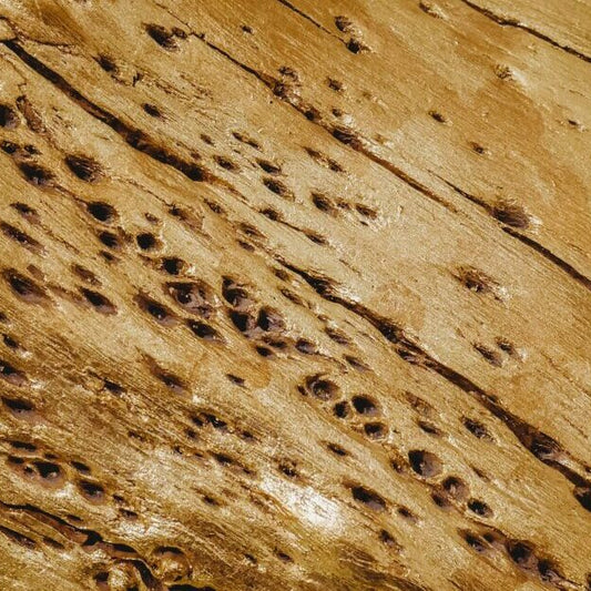 Close-up of wood infested by termites showing extensive damage and hollowed-out tunnels.