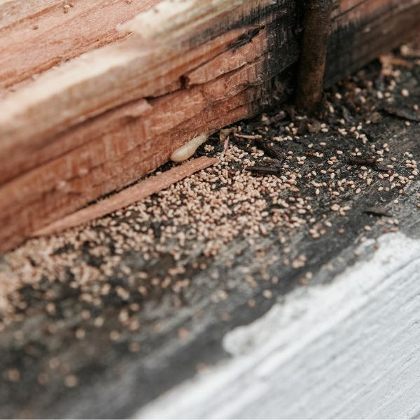 Close-up of active termite infestation in damaged wood with visible frass and termite tunnels near a window frame.