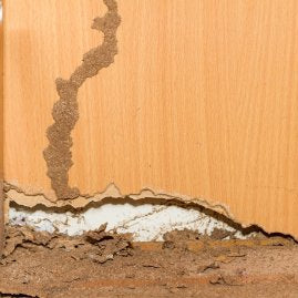 Visible termite mud tubes and wall damage at the base of an interior wooden structure, indicating active infestation.
