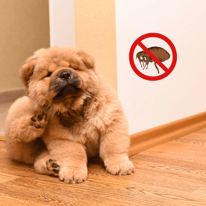 Fleas and Ticks Service - Schtager