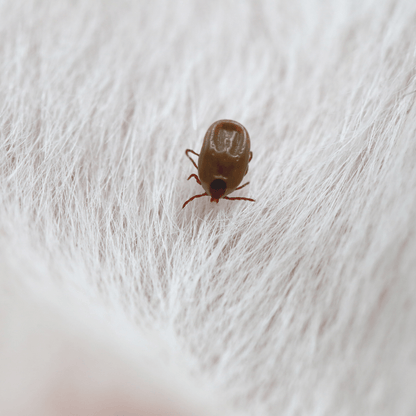 Fleas and Ticks Service - Schtager
