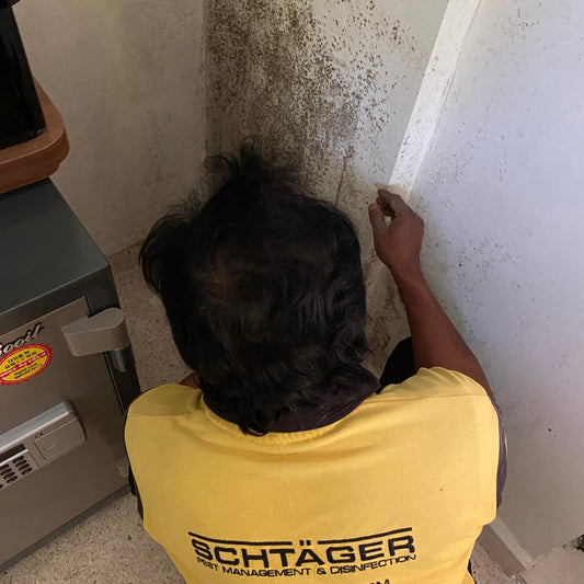 Mold Remediation Service - Schtager