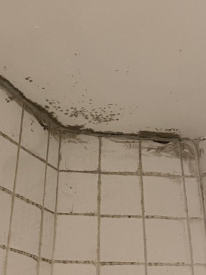 Mold Remediation Service - Schtager